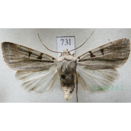 Eugnorisma glareosa (Esper, 1788) Czech73l